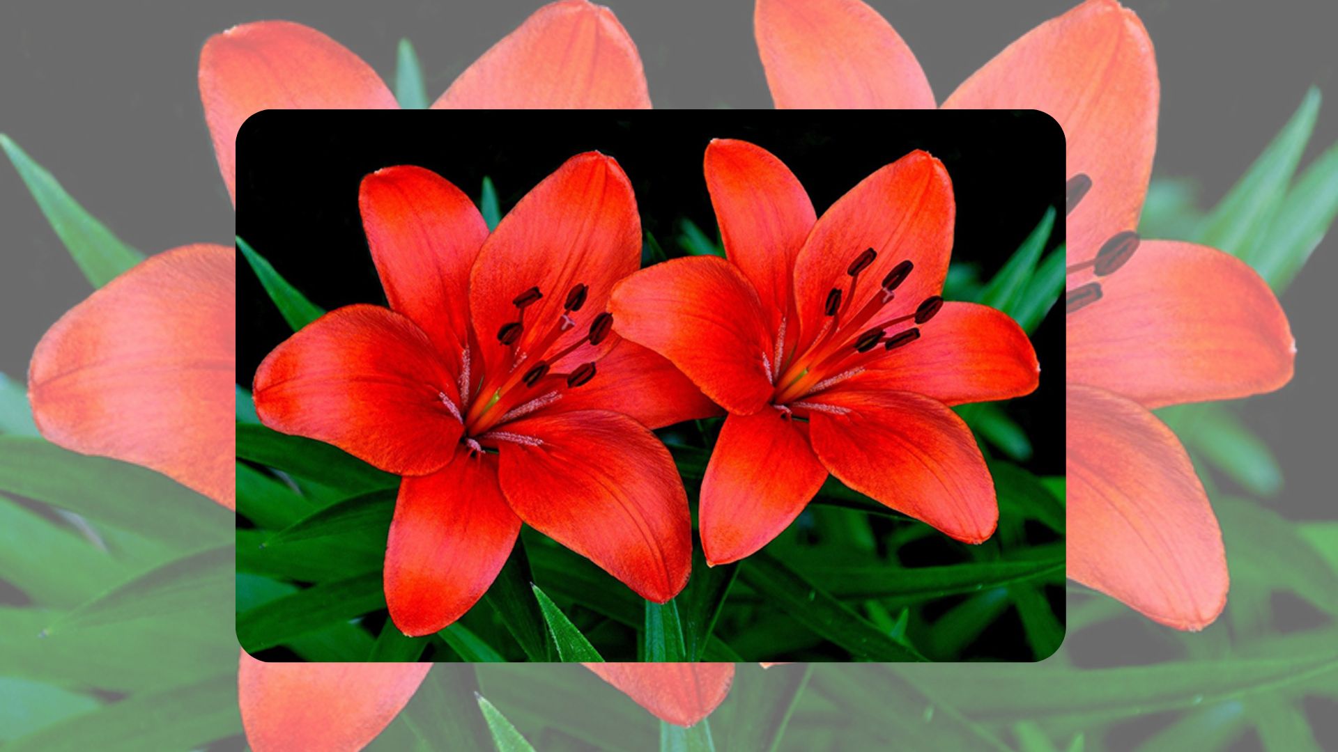 Ý Nghĩa Phong Thủy Của Hoa Bách Hợp